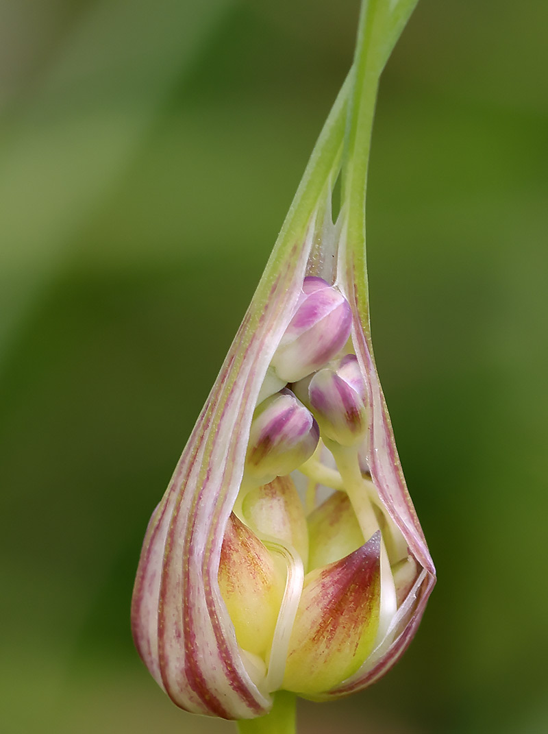 field garlic